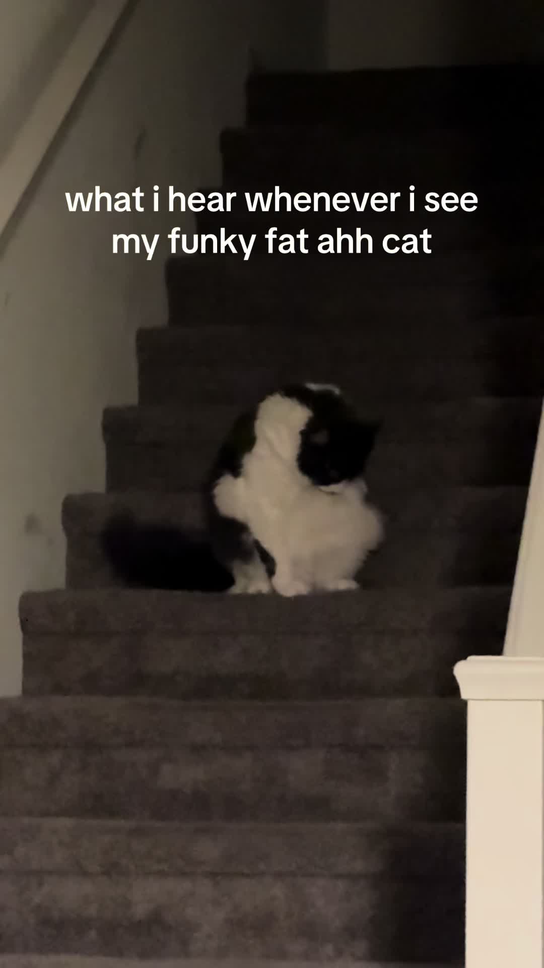 @iguanafroghamstercat