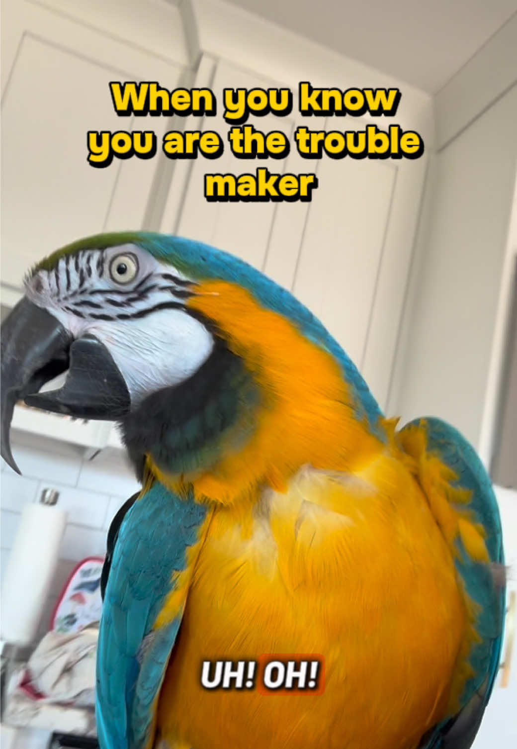 @Harley D