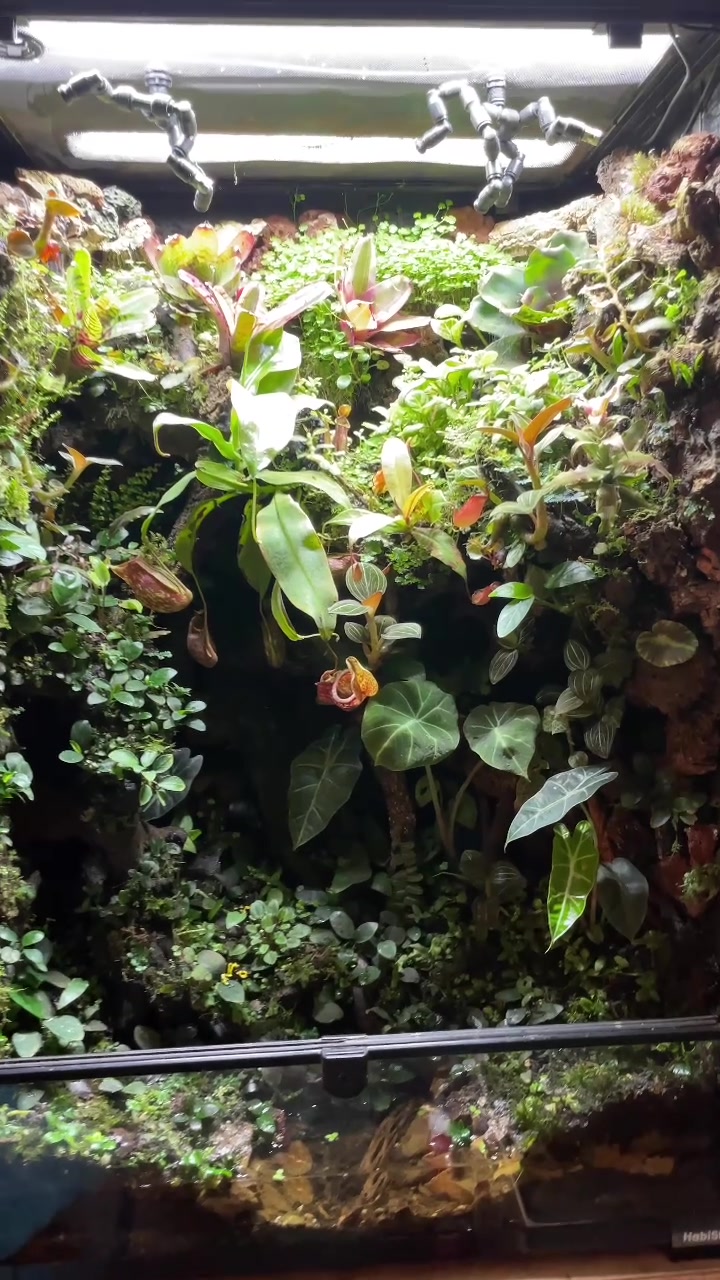 @X_vision_aquascape
