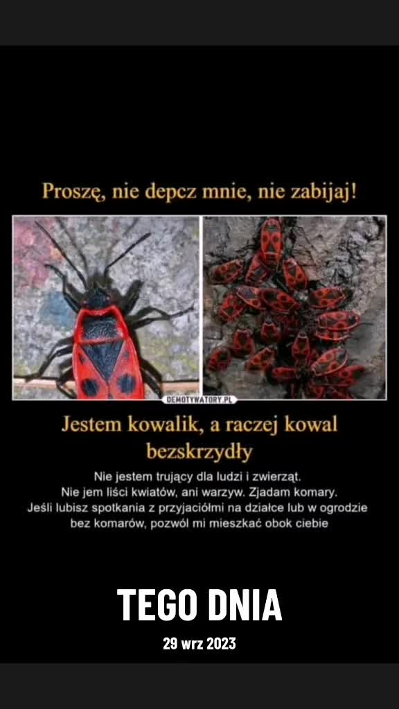 @🦁🇵🇱Wariat.Niemożliwy🇵🇱🦁