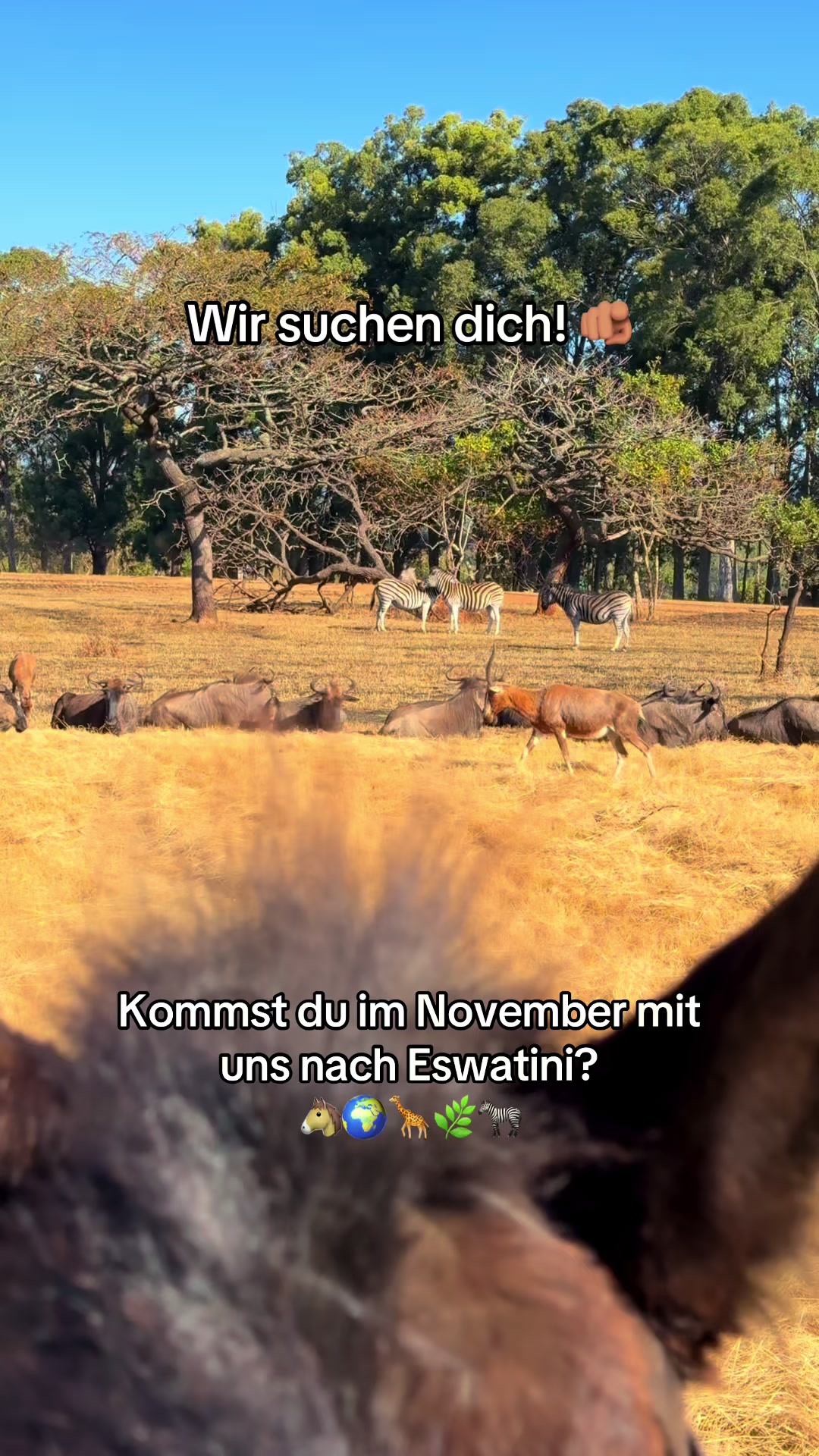 @Hoof & Travel 🐴🌍🐘