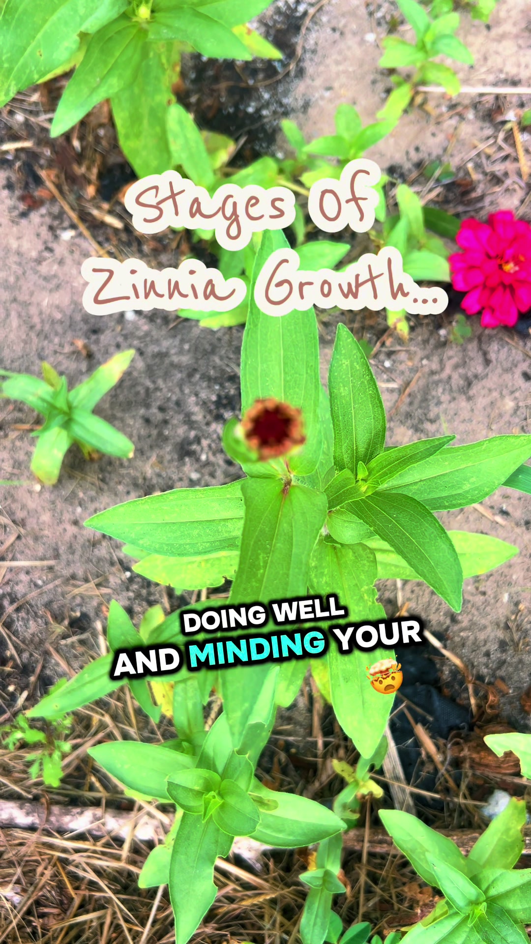 @🧶🧜🏾♀️ItzJustChele👩🏽🌾🐰