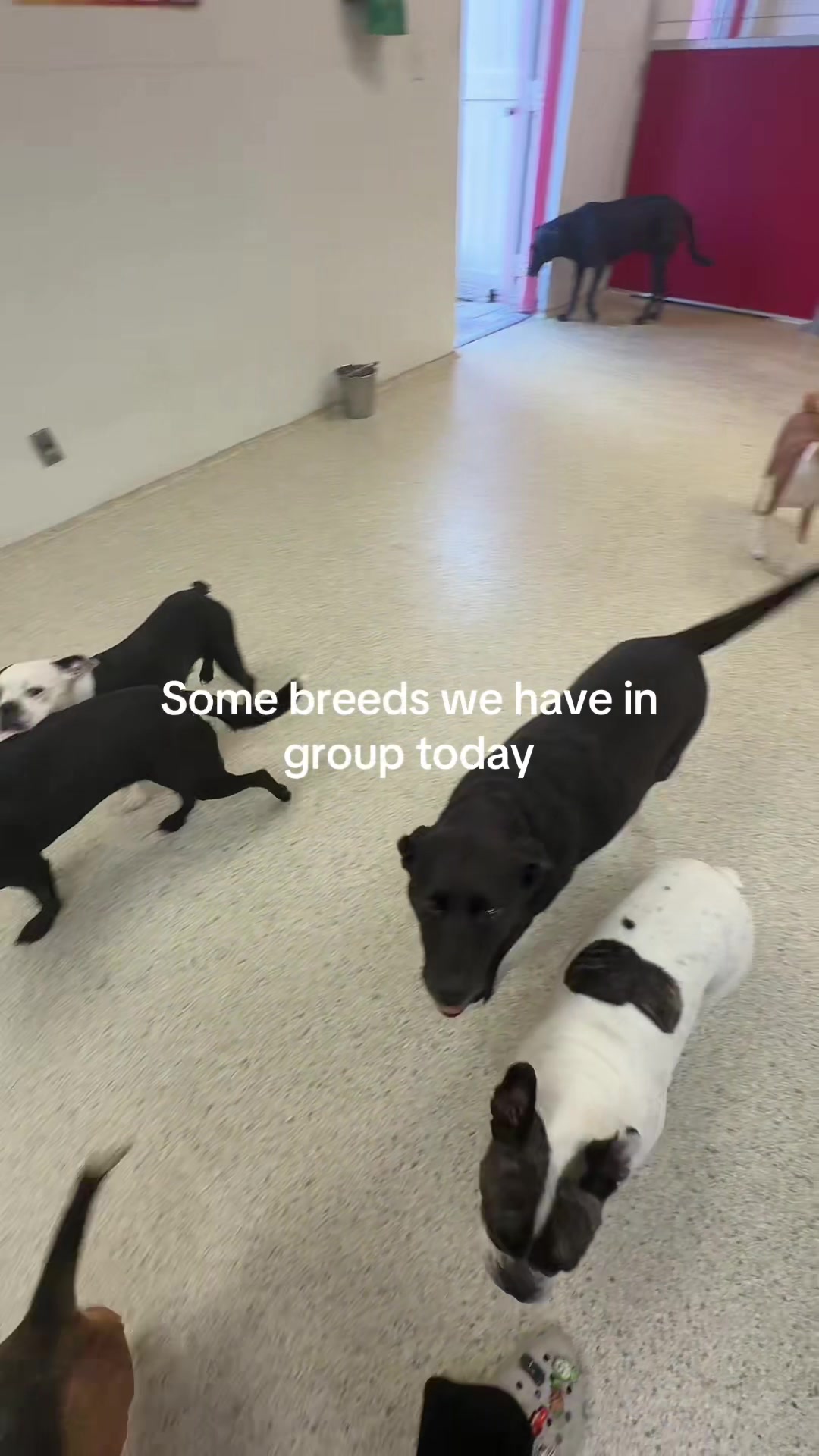 @The Dog Stop, Stuart FL๐๐พ๐