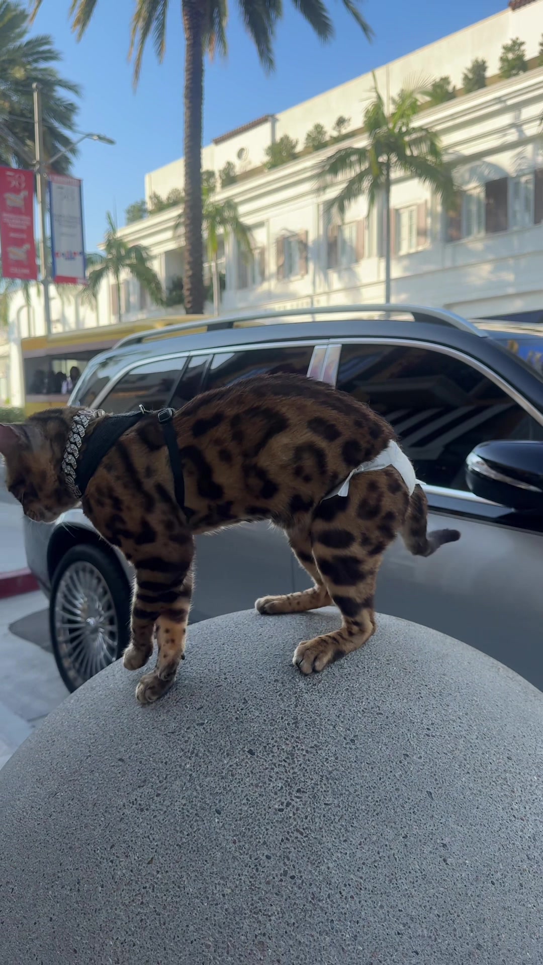 @Bengal Cats