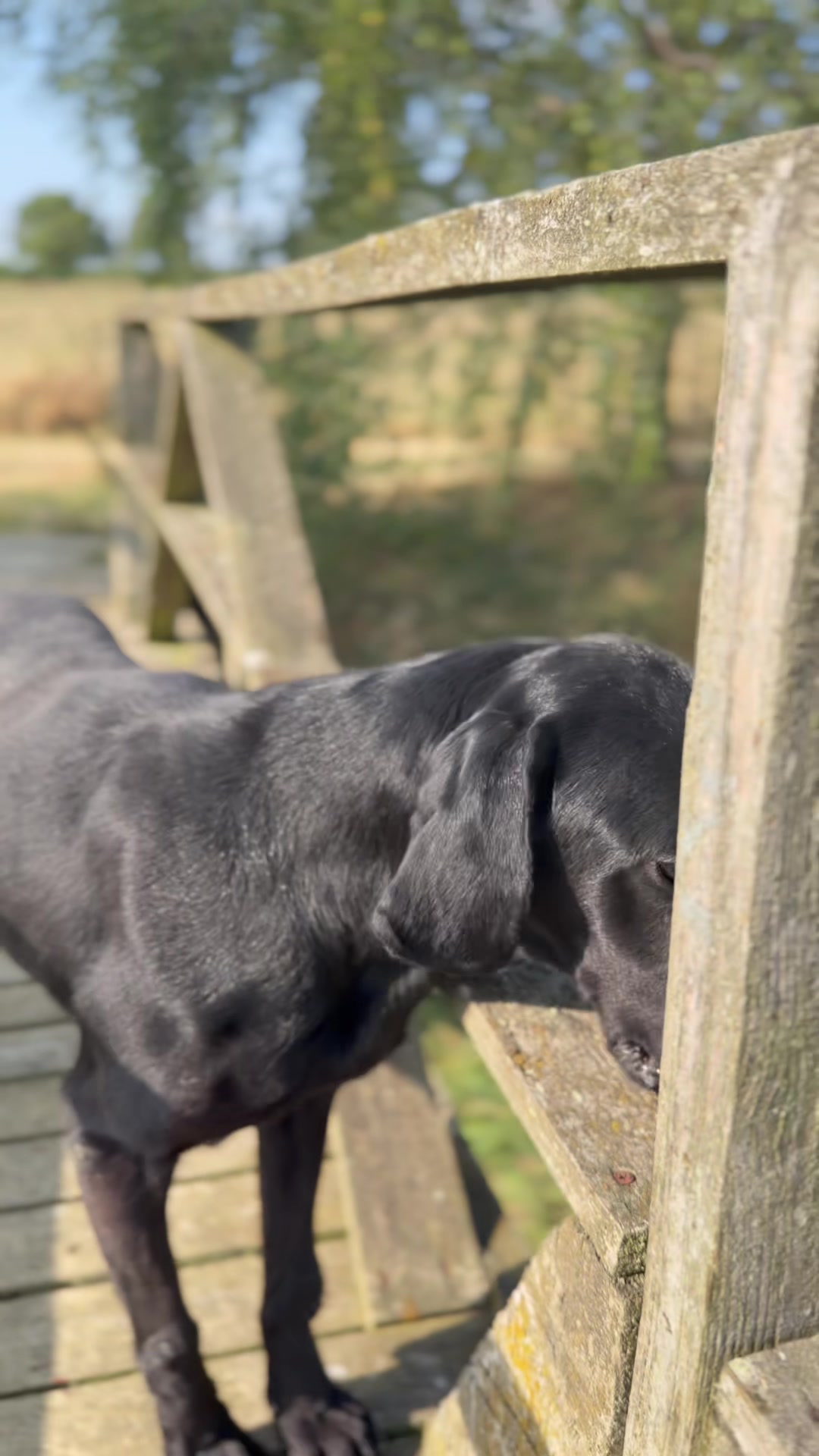@Alexandra Butler-Enigma Canine