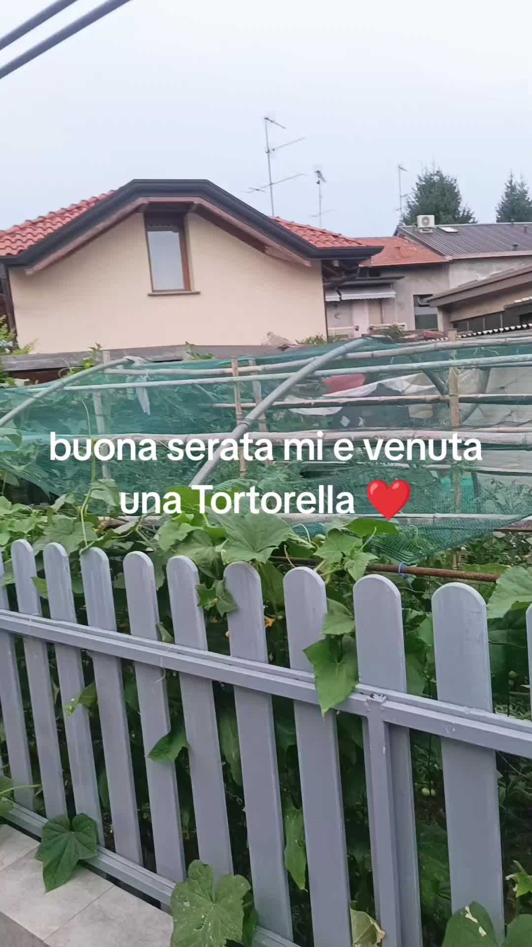 @Carmelo Faranda