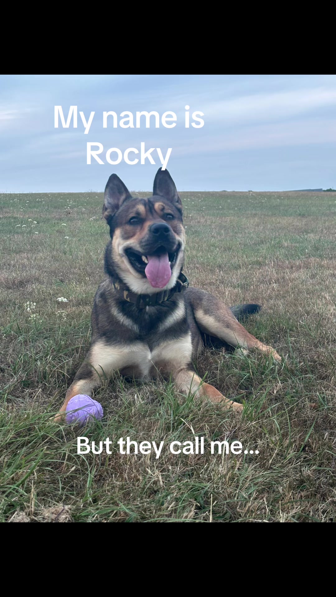 @RockyTheMutt