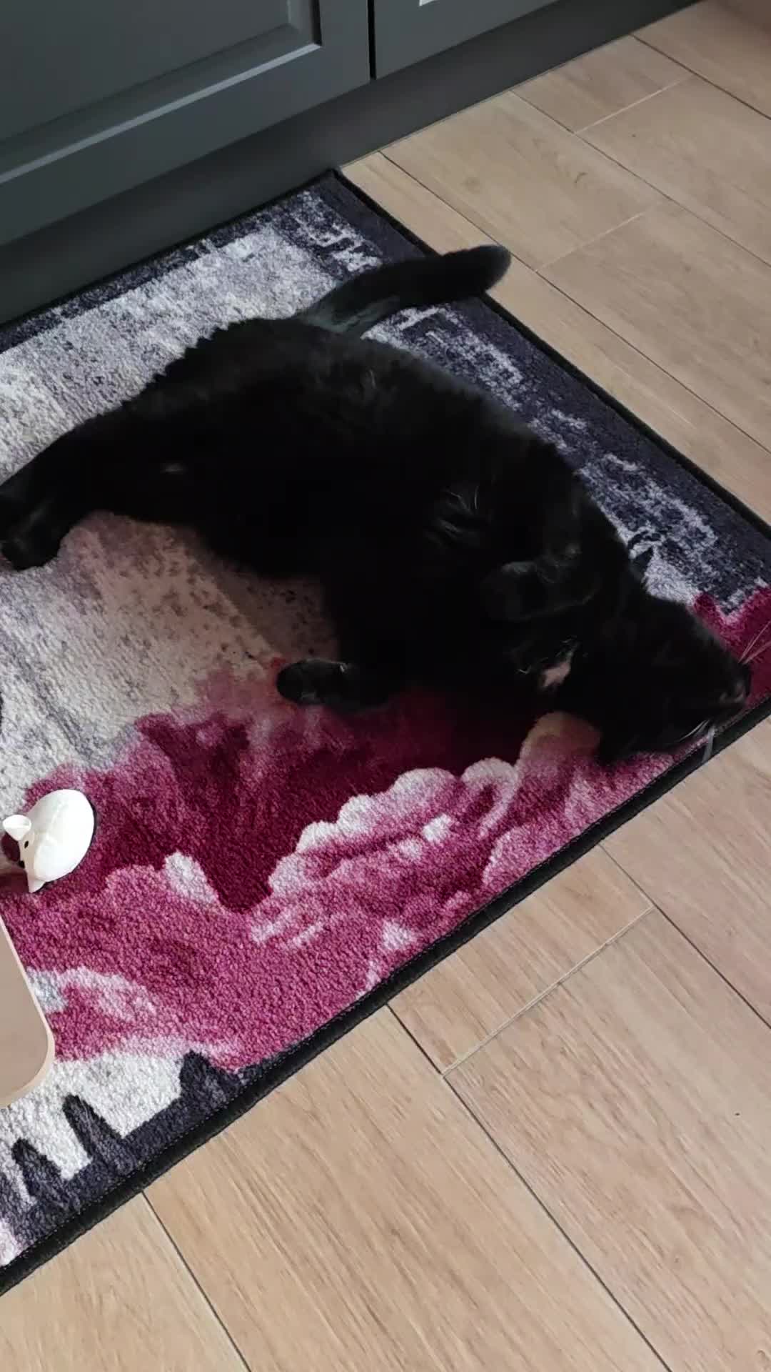 @diana🐱🐈🐈🐈