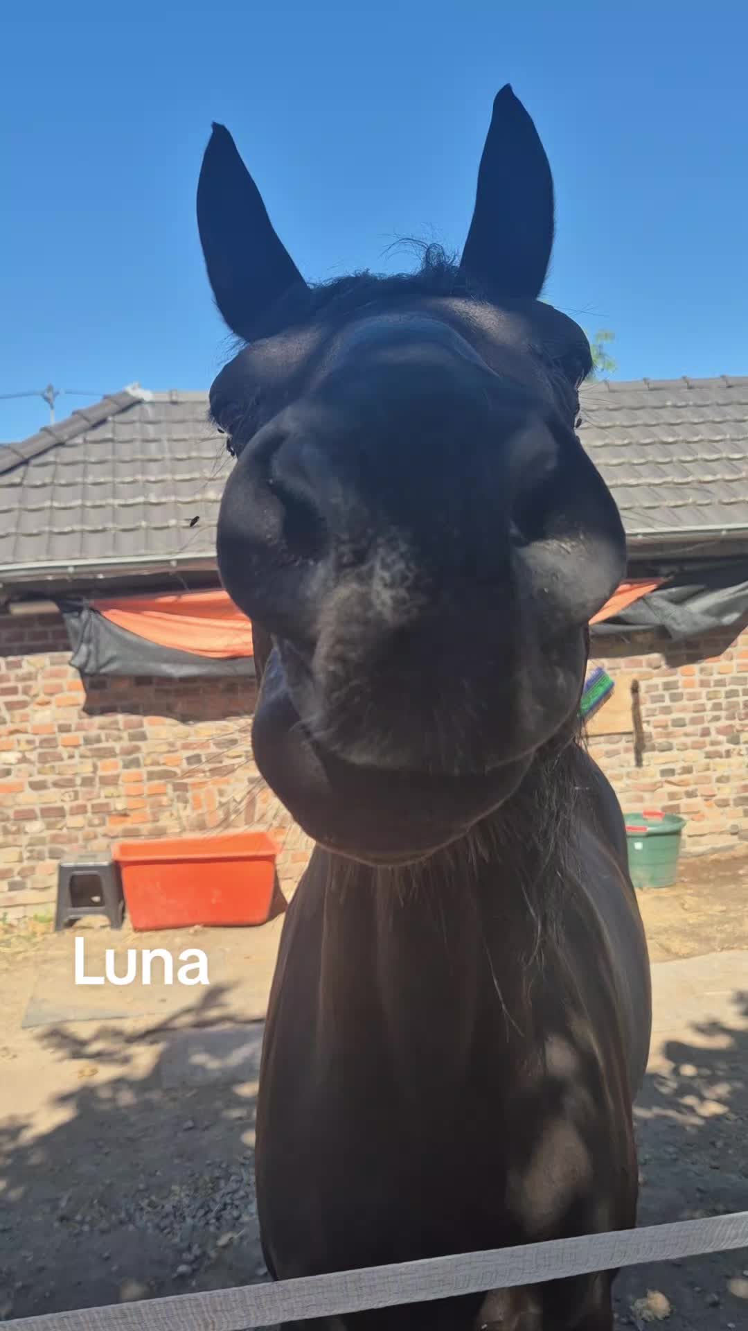 @LunaherzTina