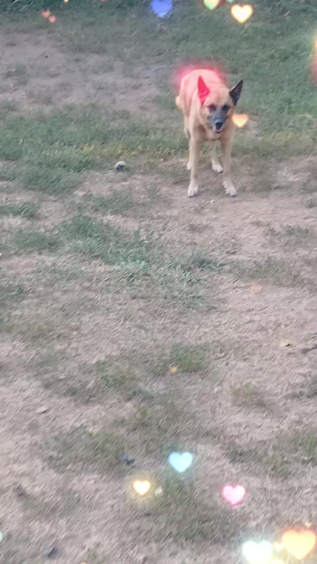 @Chrisdog