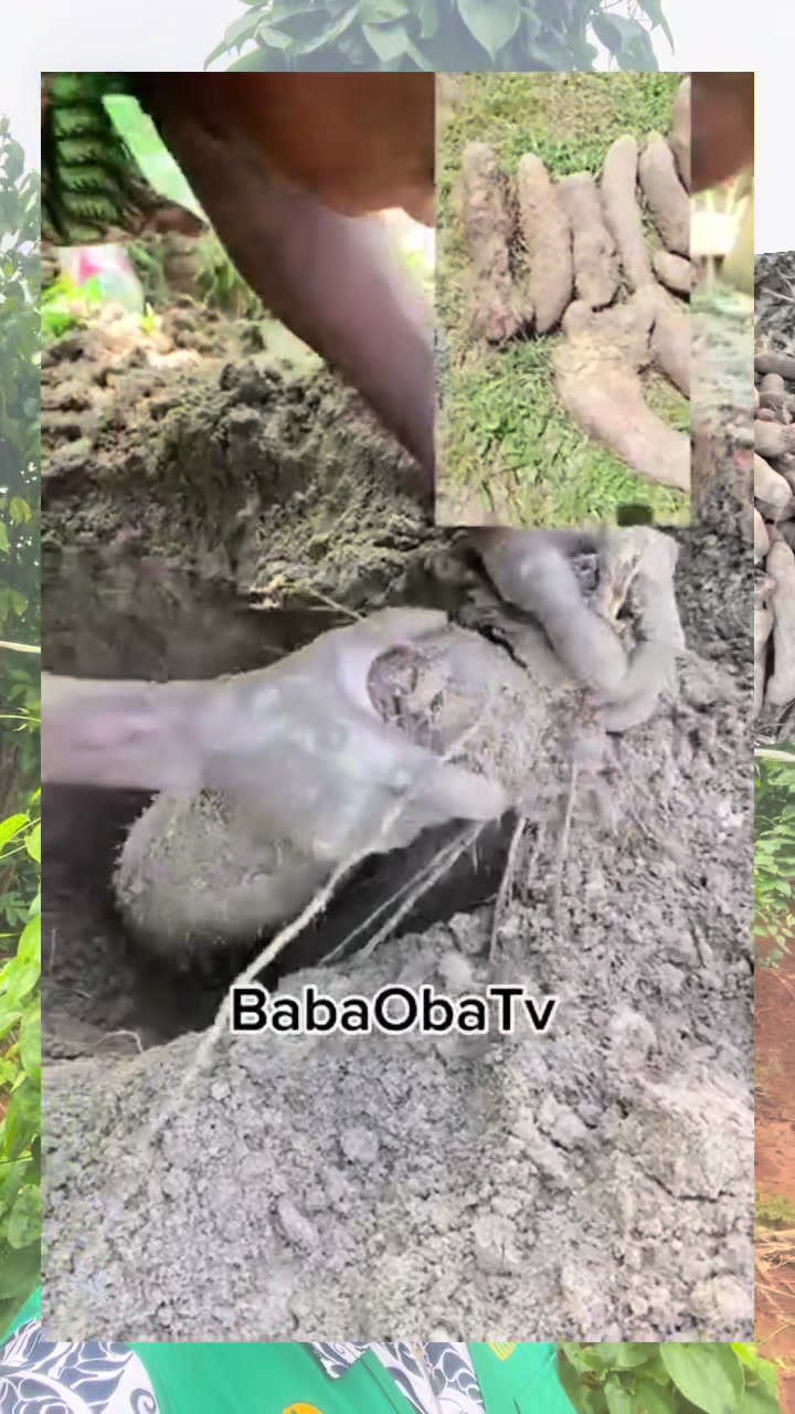 @BabaObaTv @Yuki Agro limited