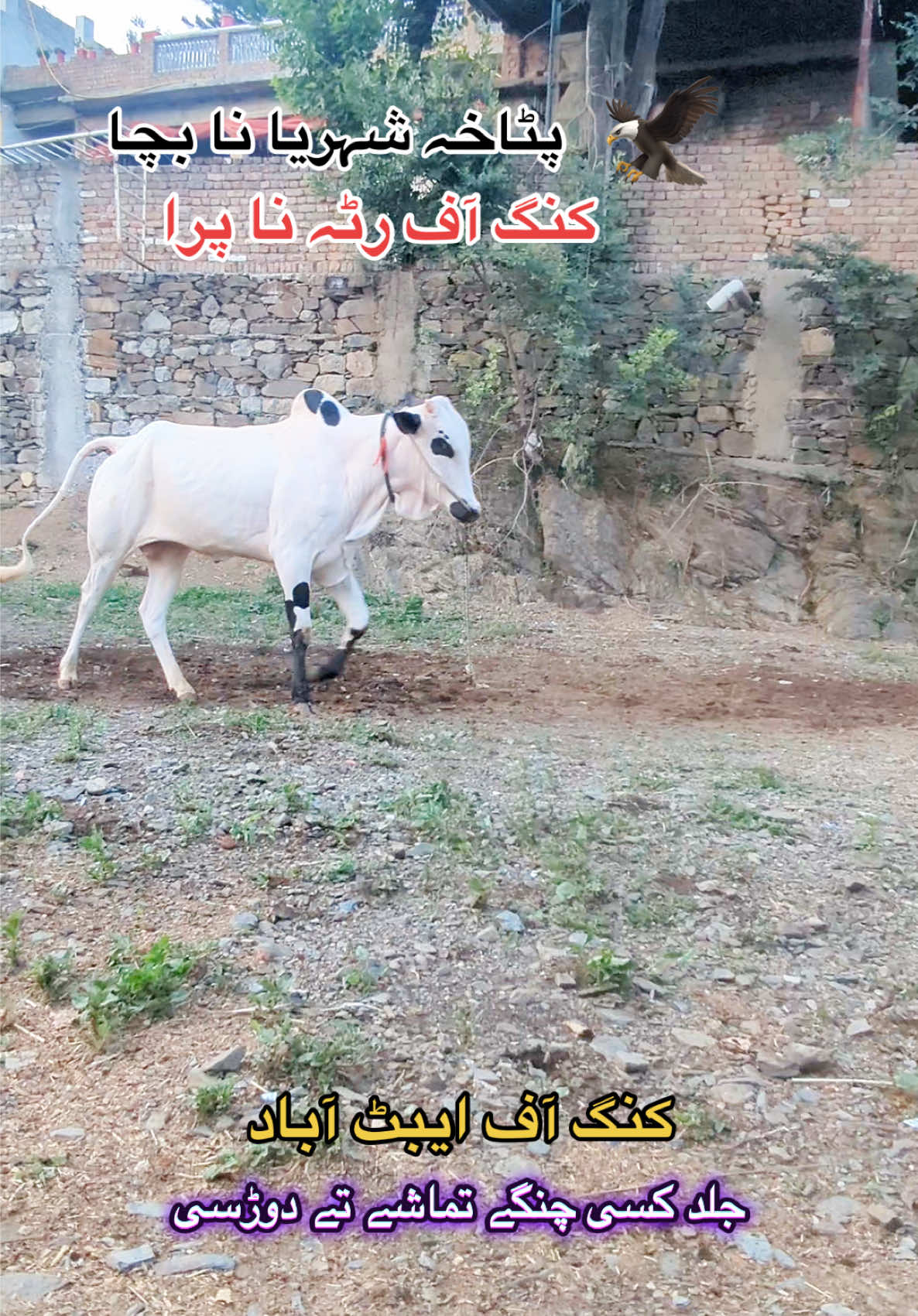 @محمد جنید (ایبٹ آباد)