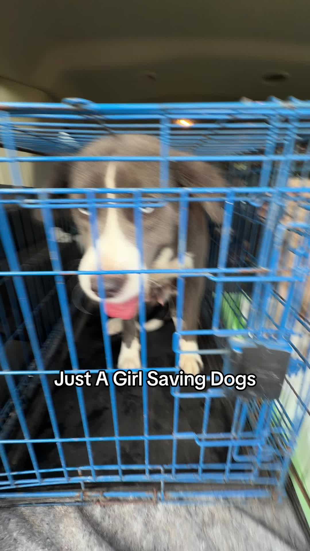 @Just A Girl Saving Dogs