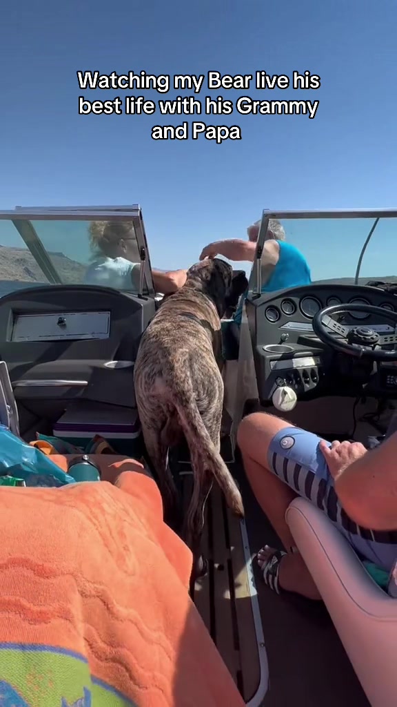 @BrindleBearTheMastiff