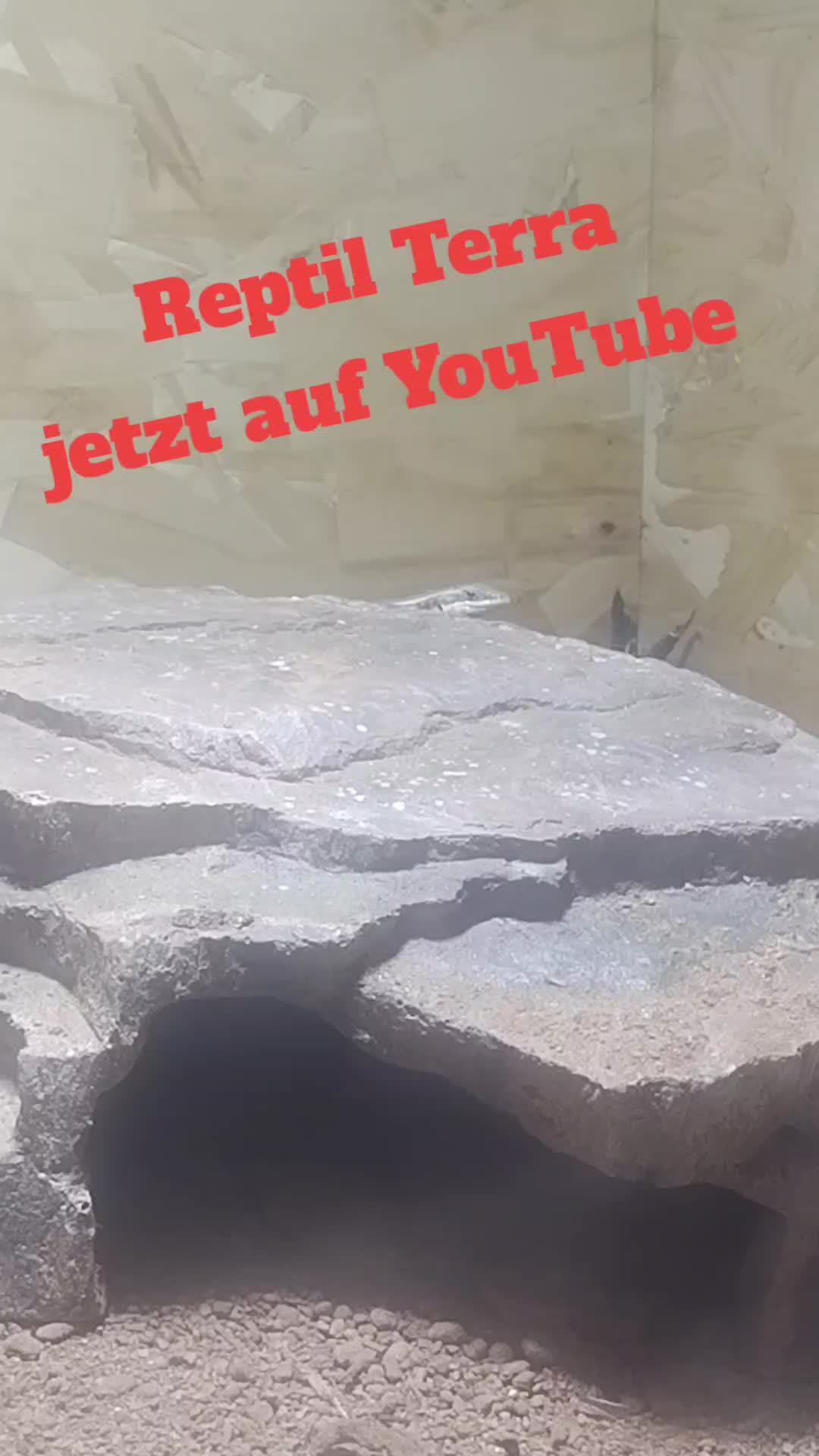 @Reptil-Terra