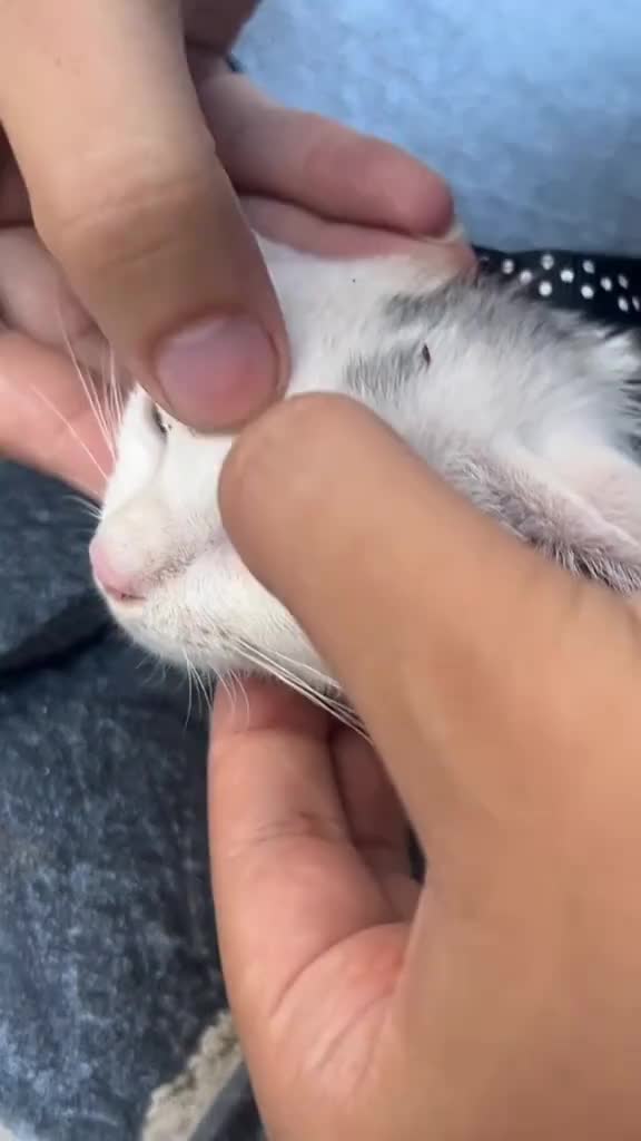 @CAT
