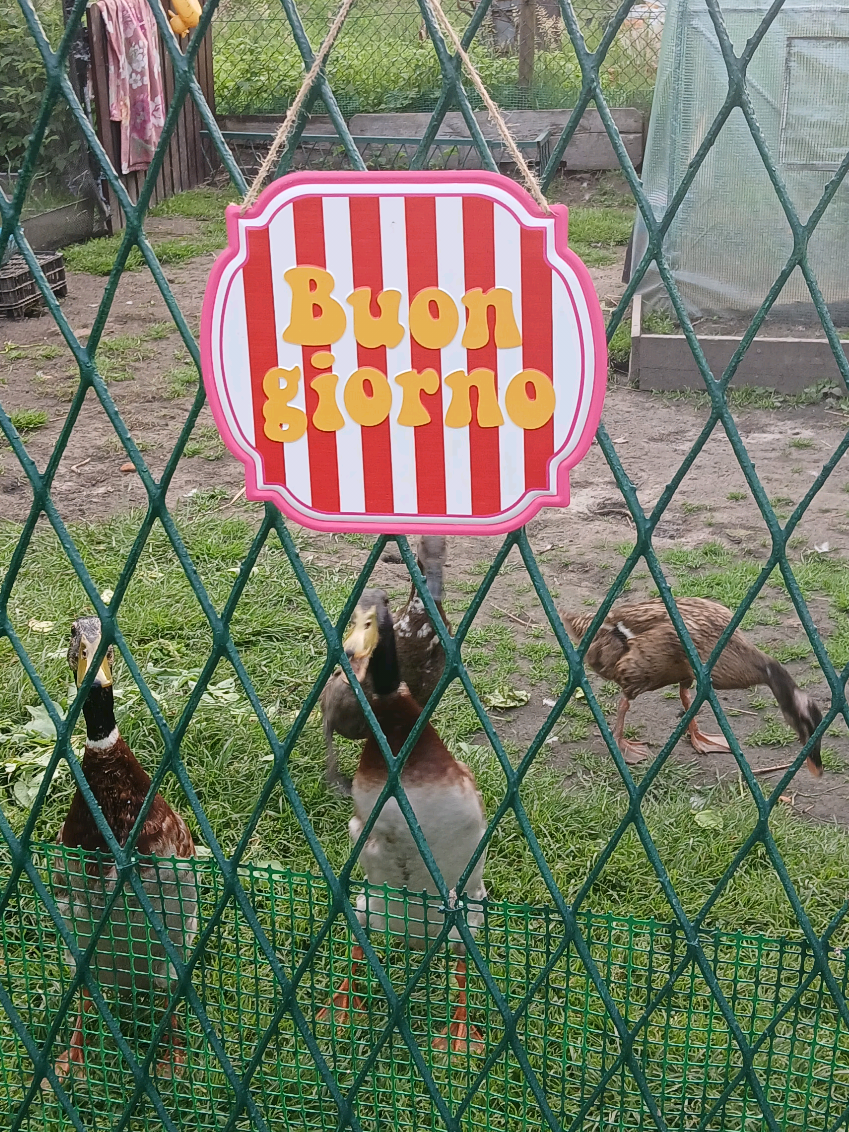 @Kaczogród u Milki🦆🦆🦆🦆