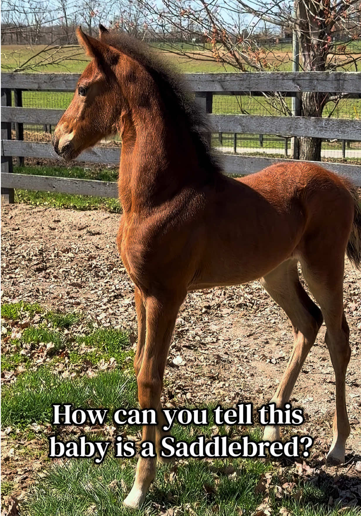 @Stonewell Farm