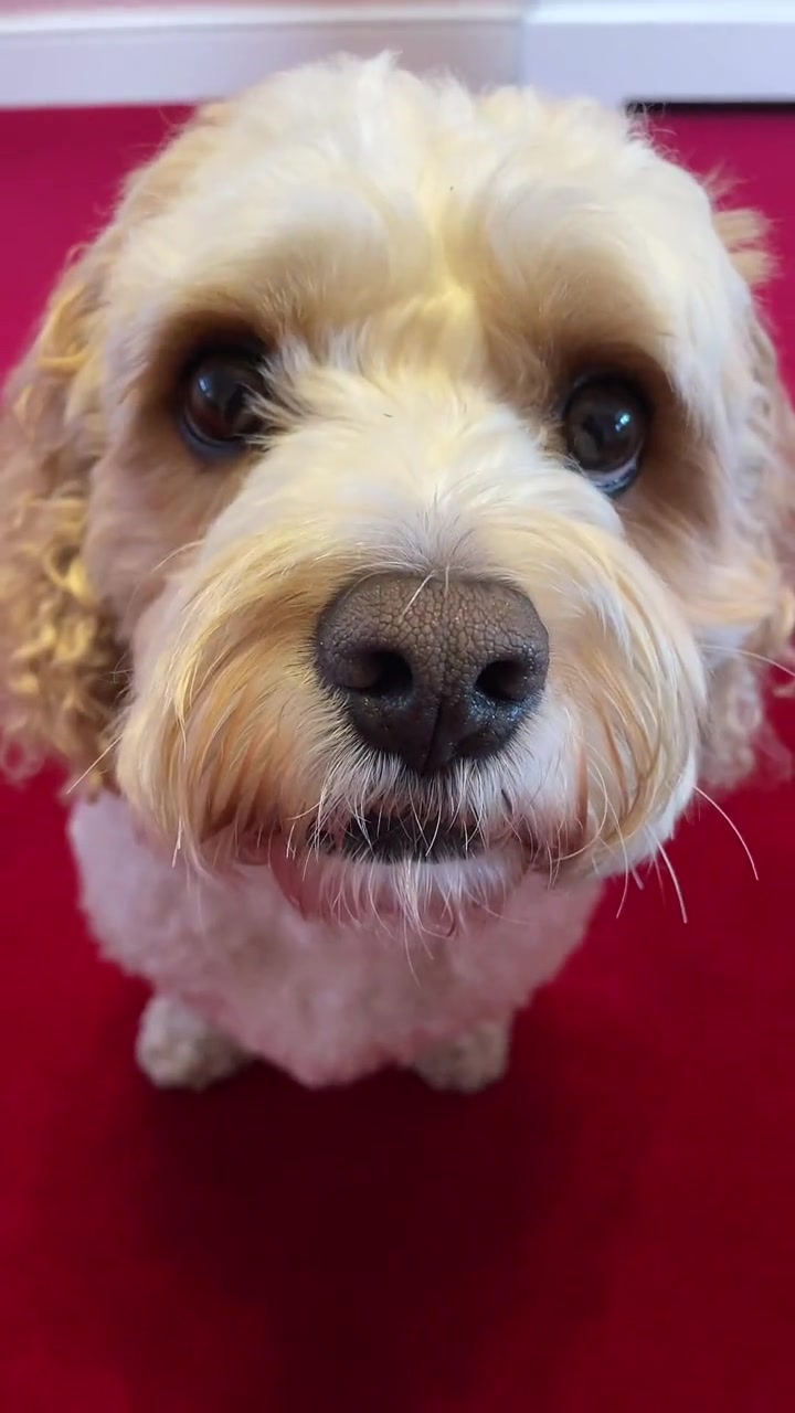 @My Cavachon