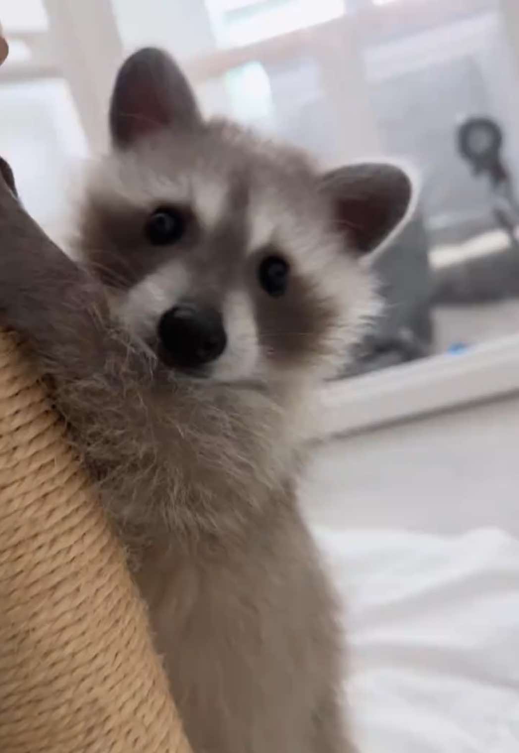 @Pooh the Raccoon