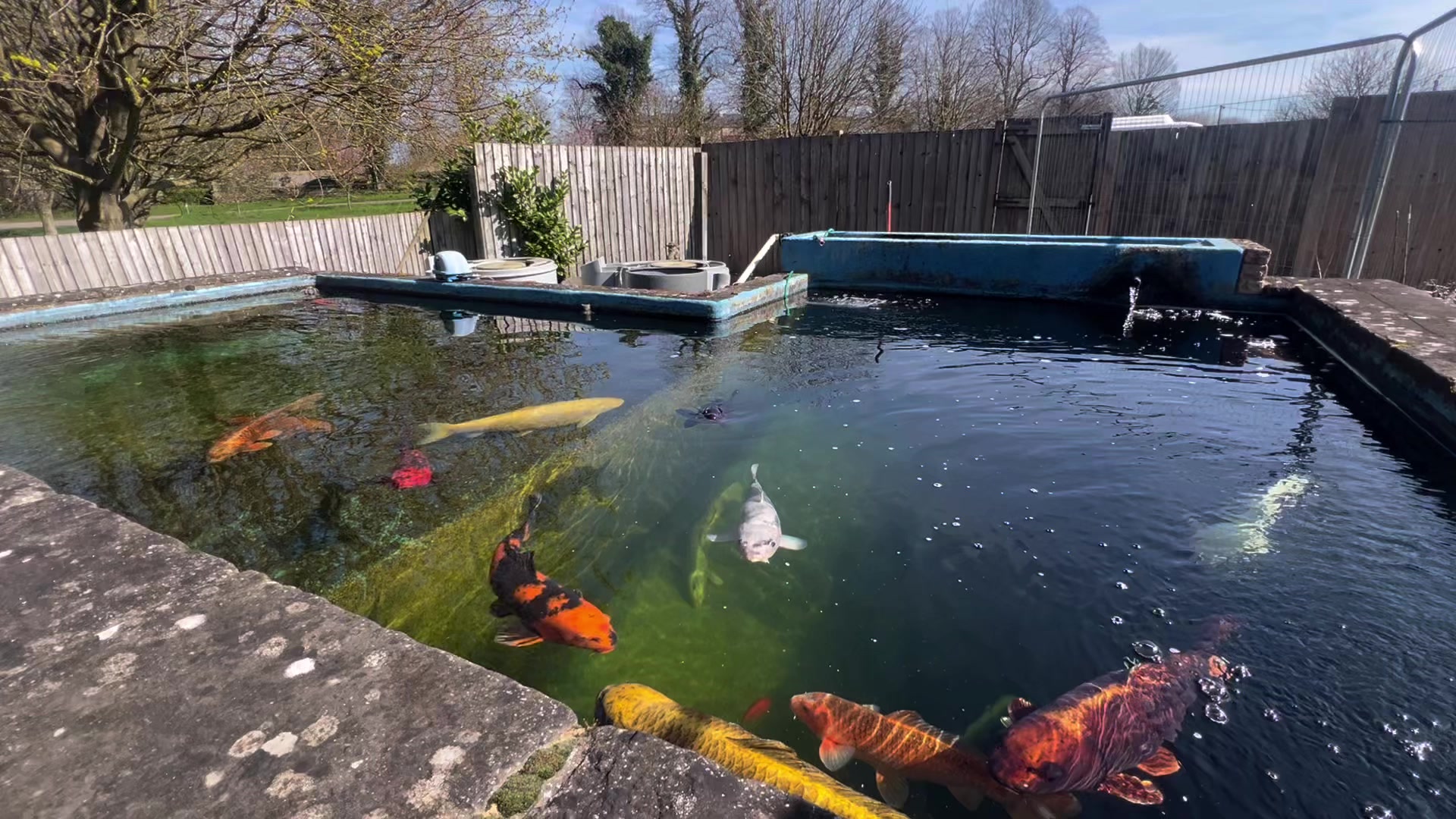 @Kev’s Koi