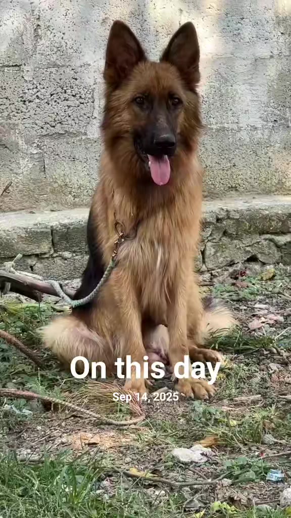 @PETS LOVER 🐕