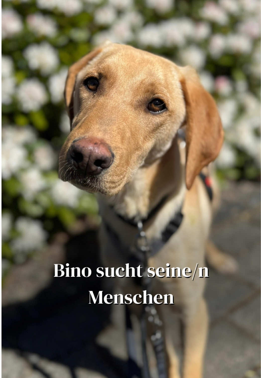 @SpecialDogs e.V.