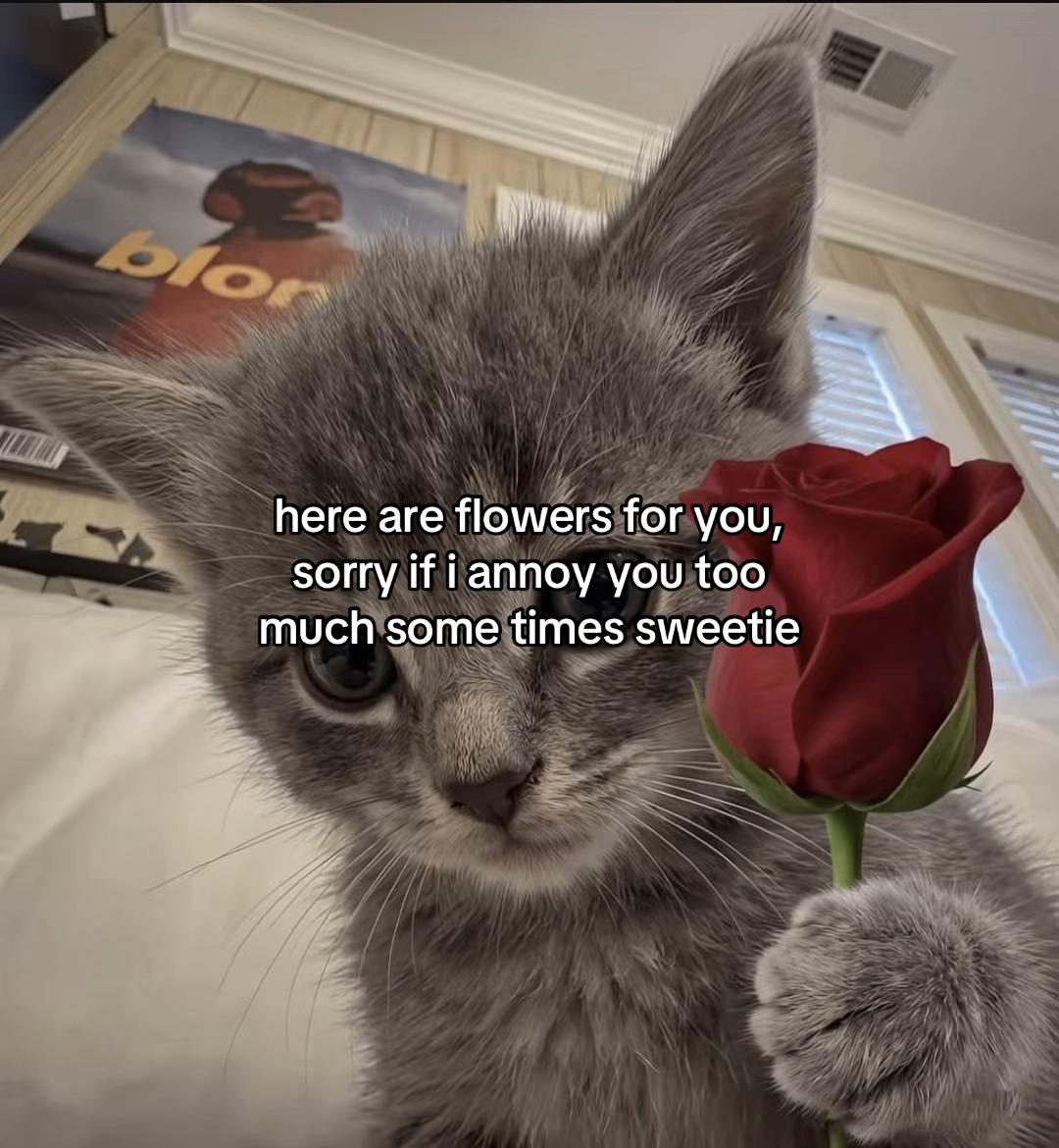 @Alice.cattok