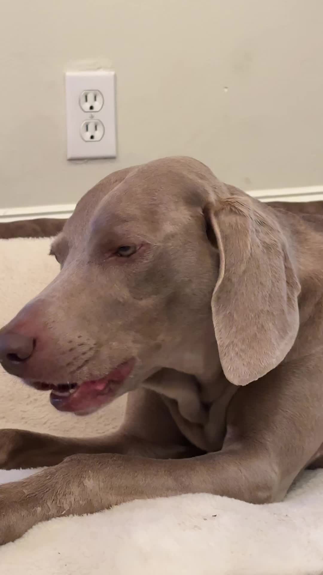 @Zoey the Weim