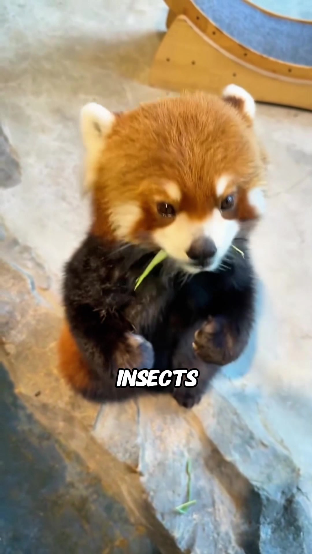 @rescuetails
