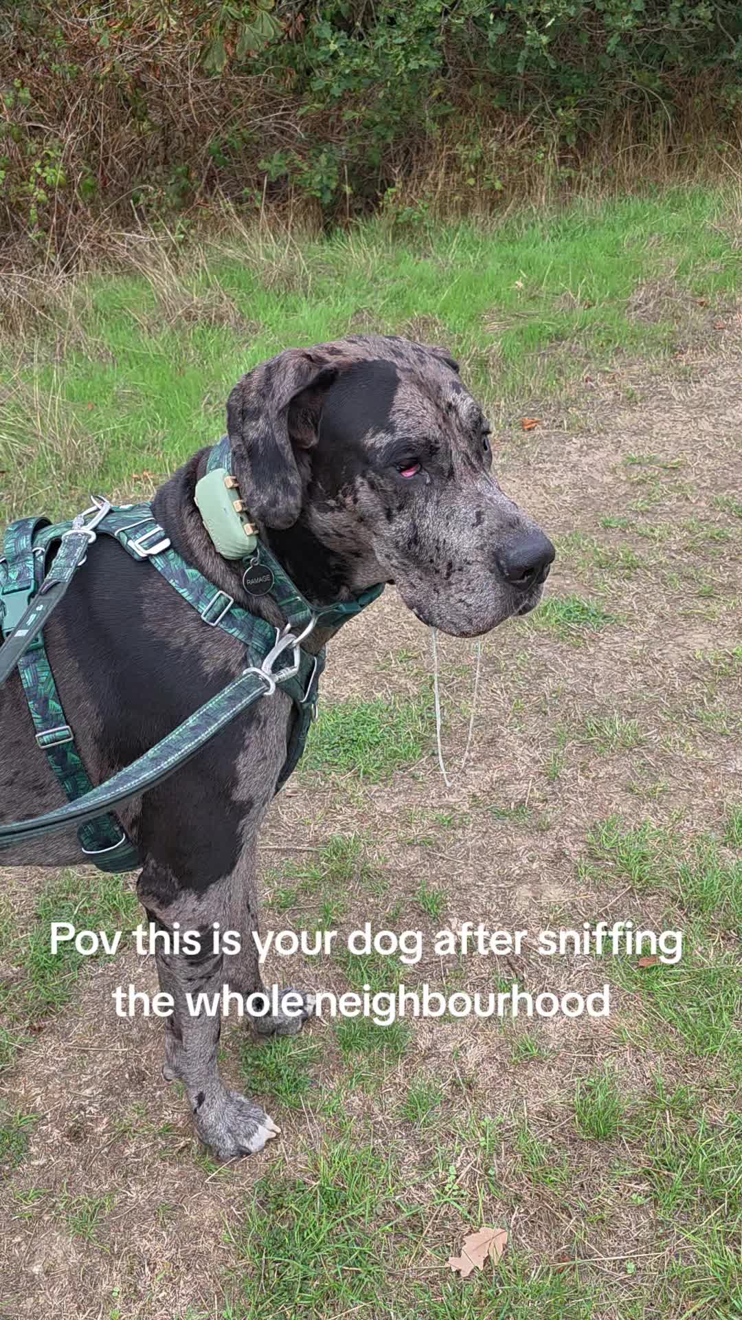@Magnus the GREAT DANE