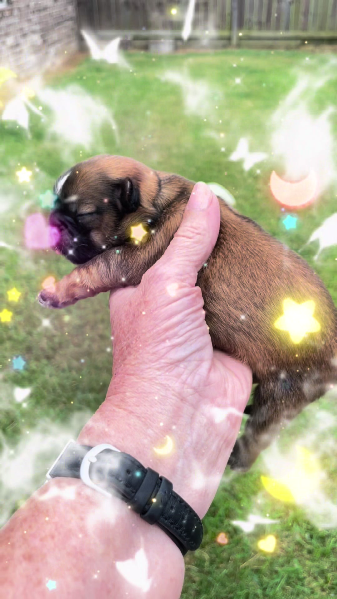 @Twilight Shih Tzu