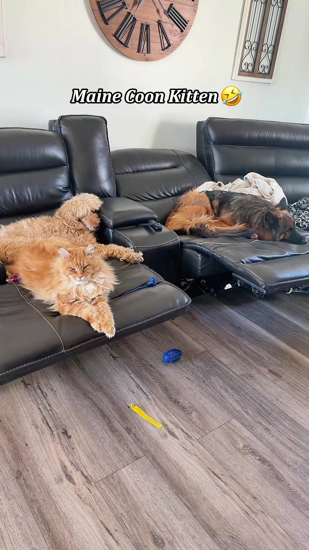 @pawsitive.energy