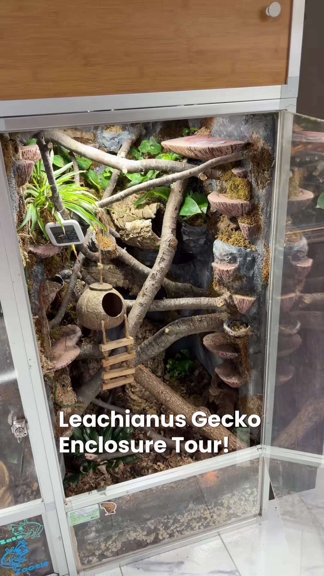 @layla🦎🍃