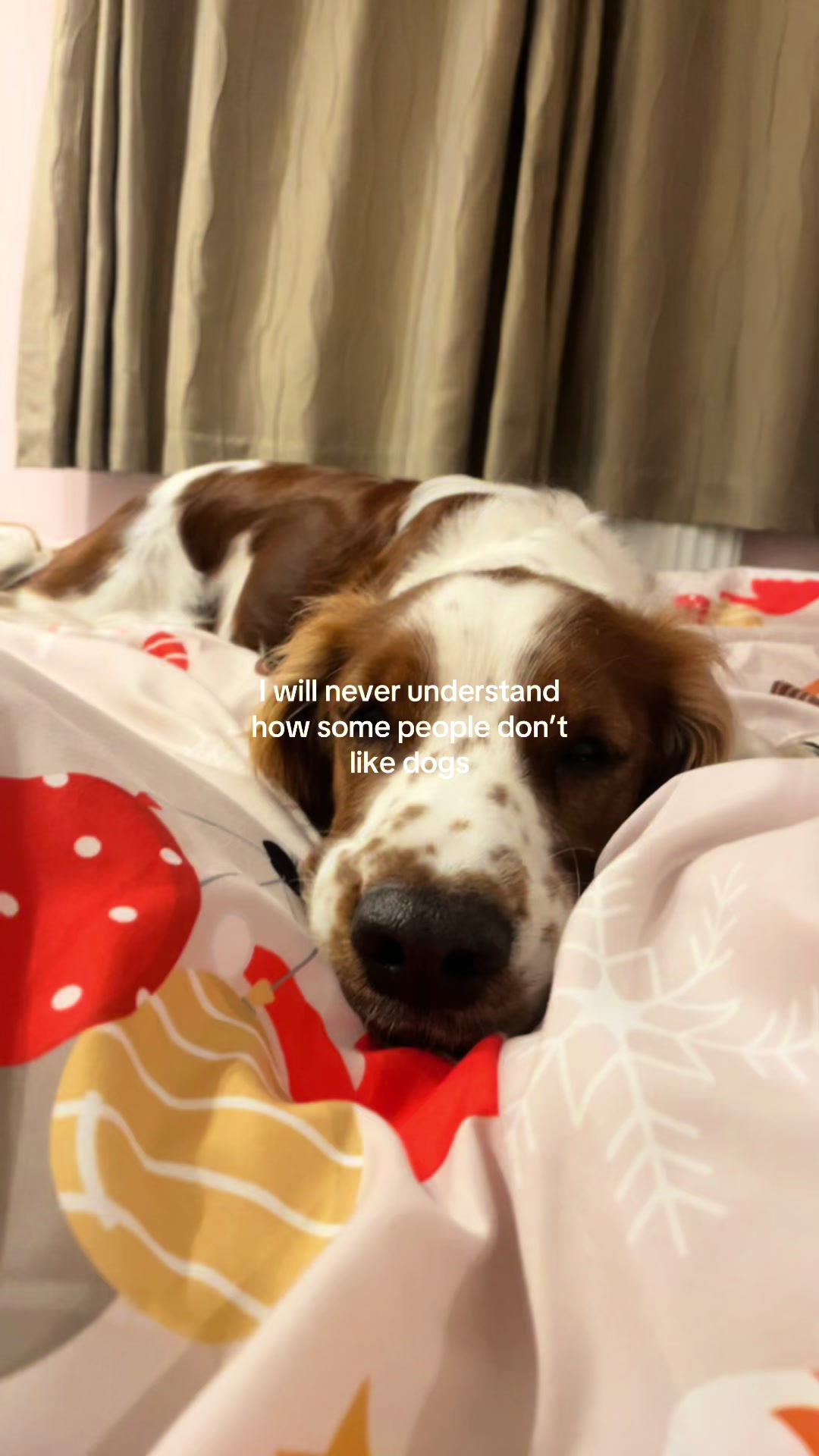@nellie.the.welshie 🐾