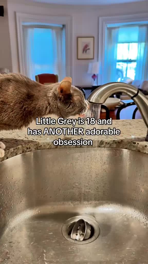 @Auntie Julie - The Cat Sitter