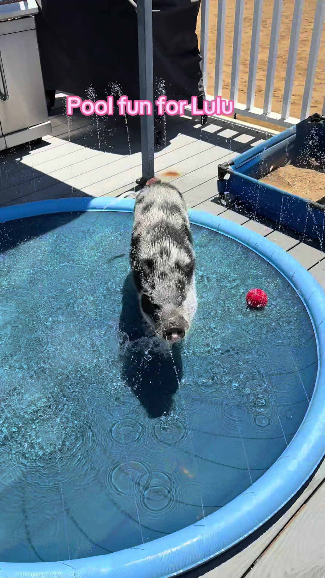 @LuLu The Pixie Pig