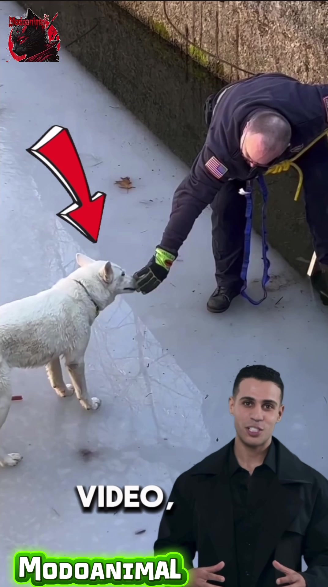 @Modoanimal