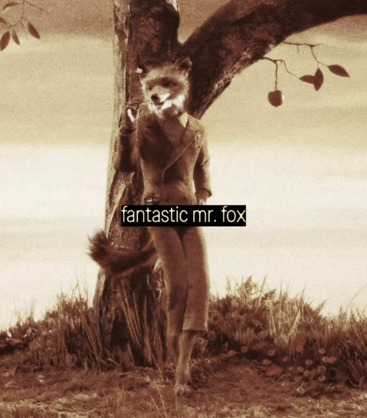 @iris