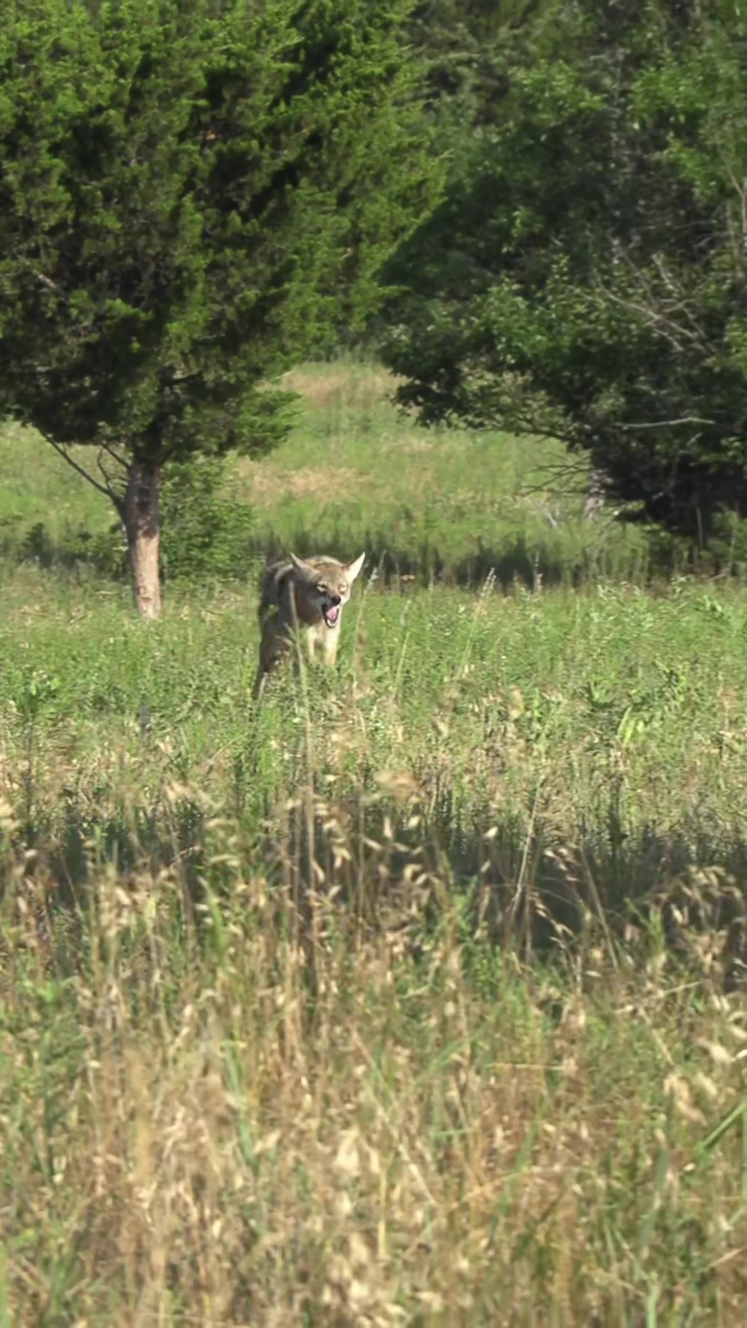 @FOXPRO Game Calls
