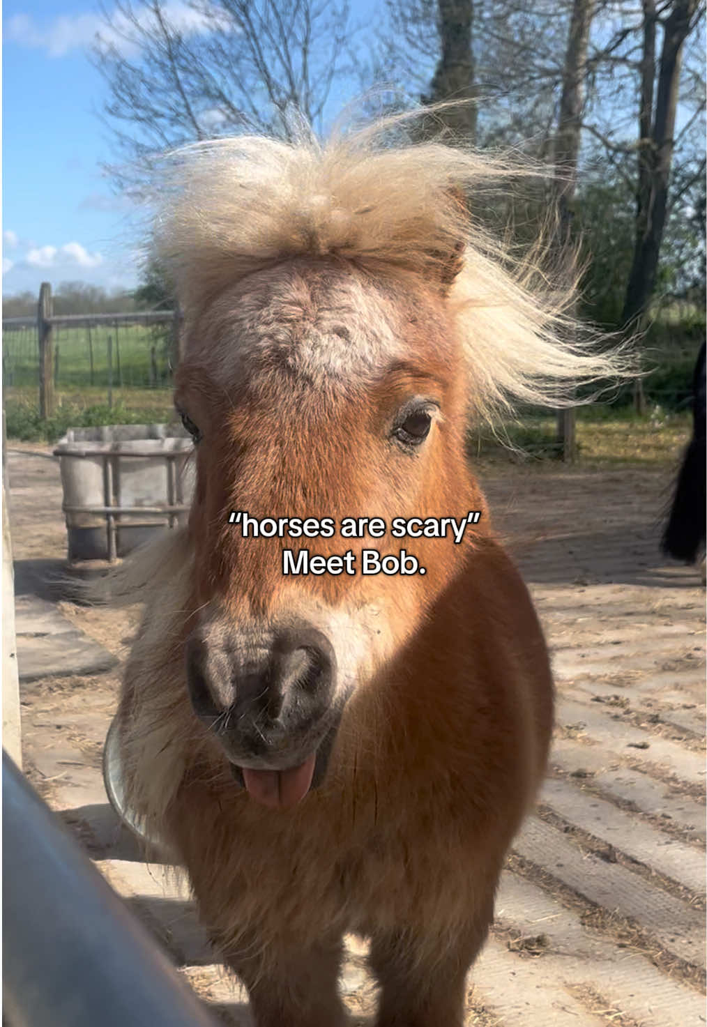 @idh_horses