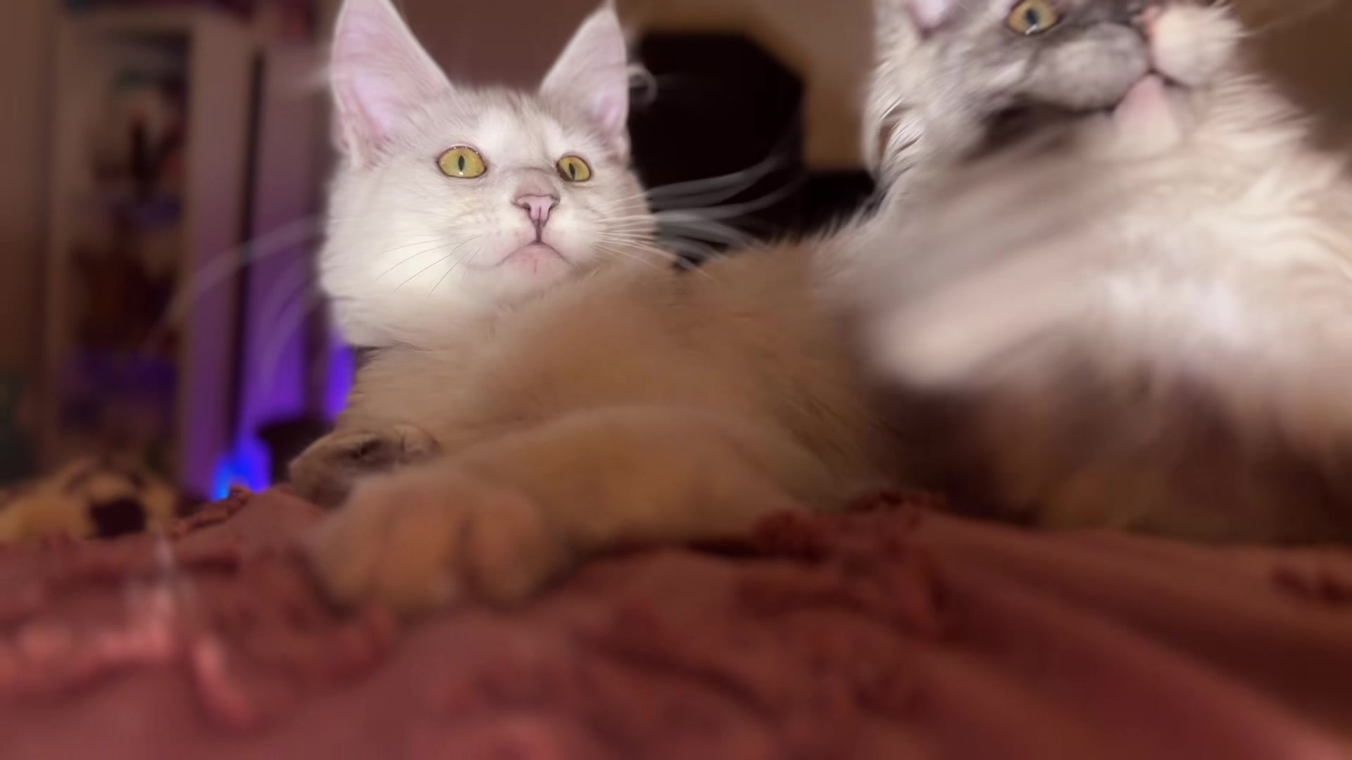 @Rosa&rsquo;s maine coon in Texas🧛