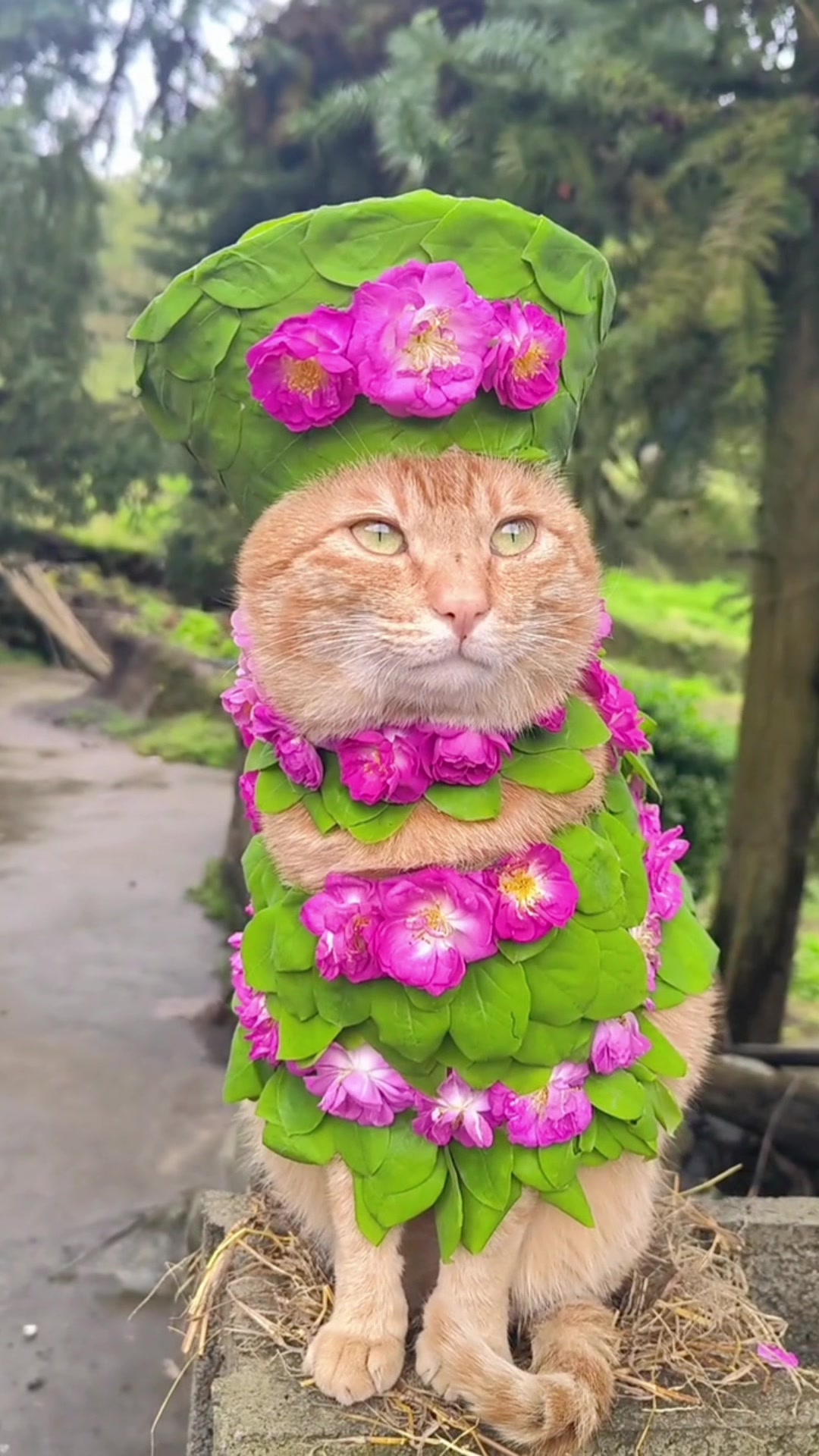 @cutekitten37