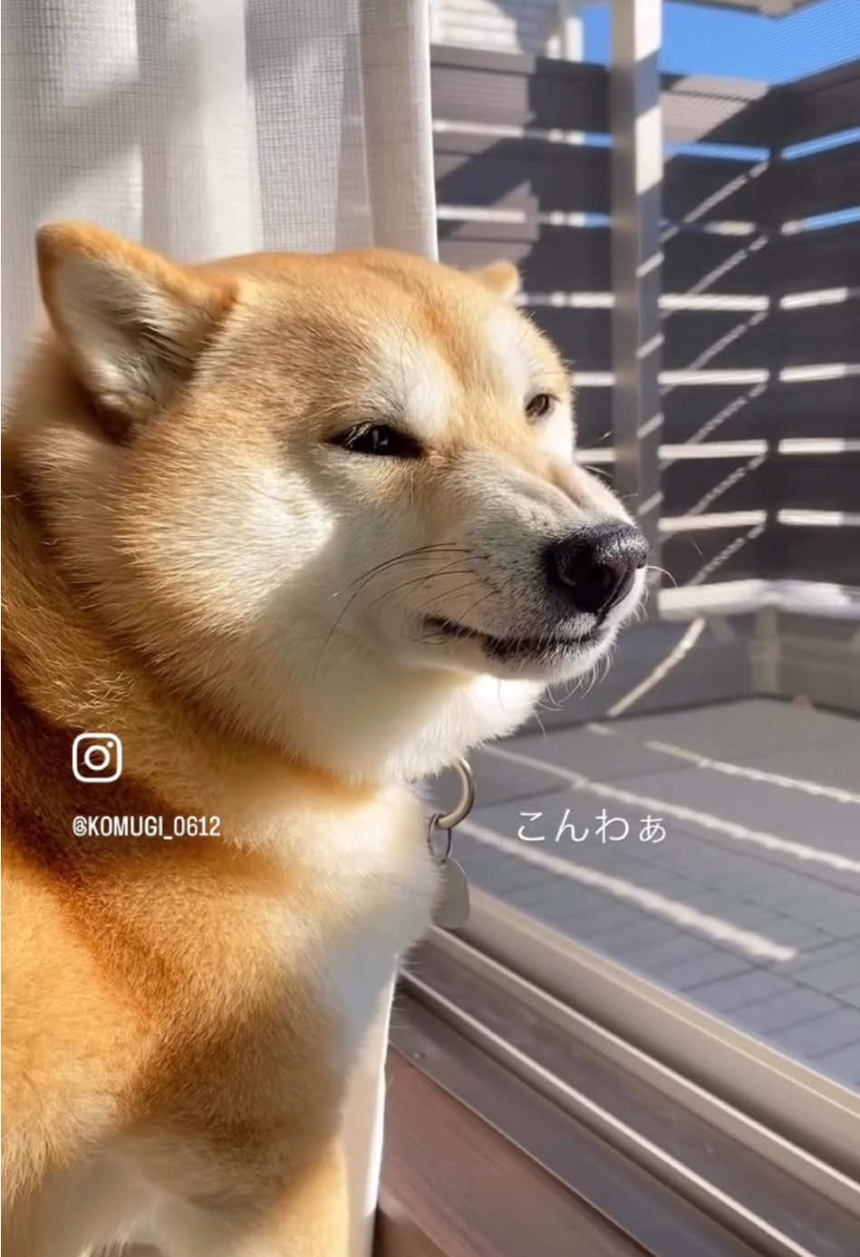 @こむぎといなり