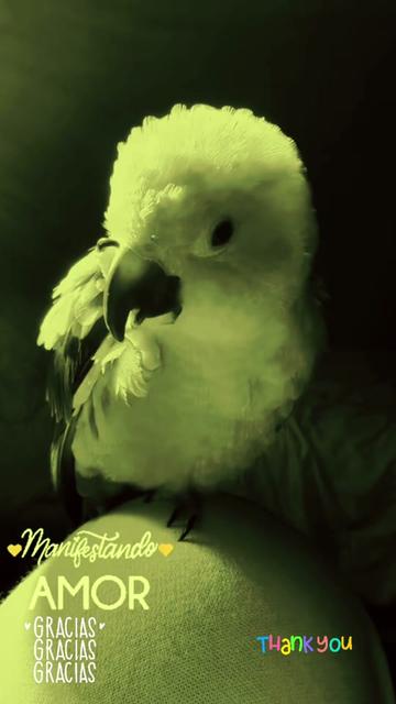 @Mango 🦜La cotorra solar