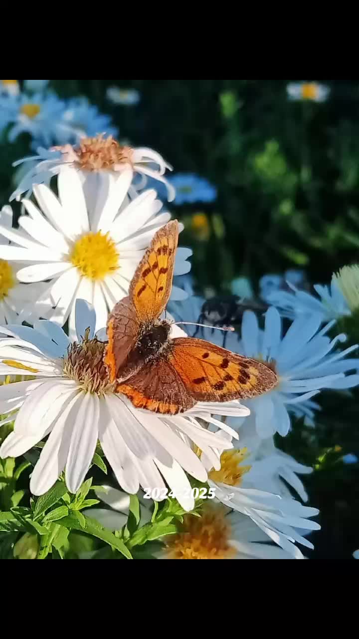 @Jaskółeczka 💫💫💫💫