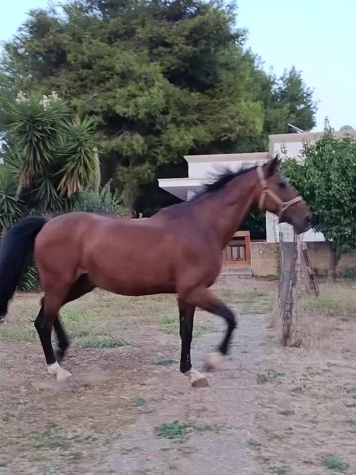 @GypsyHorse