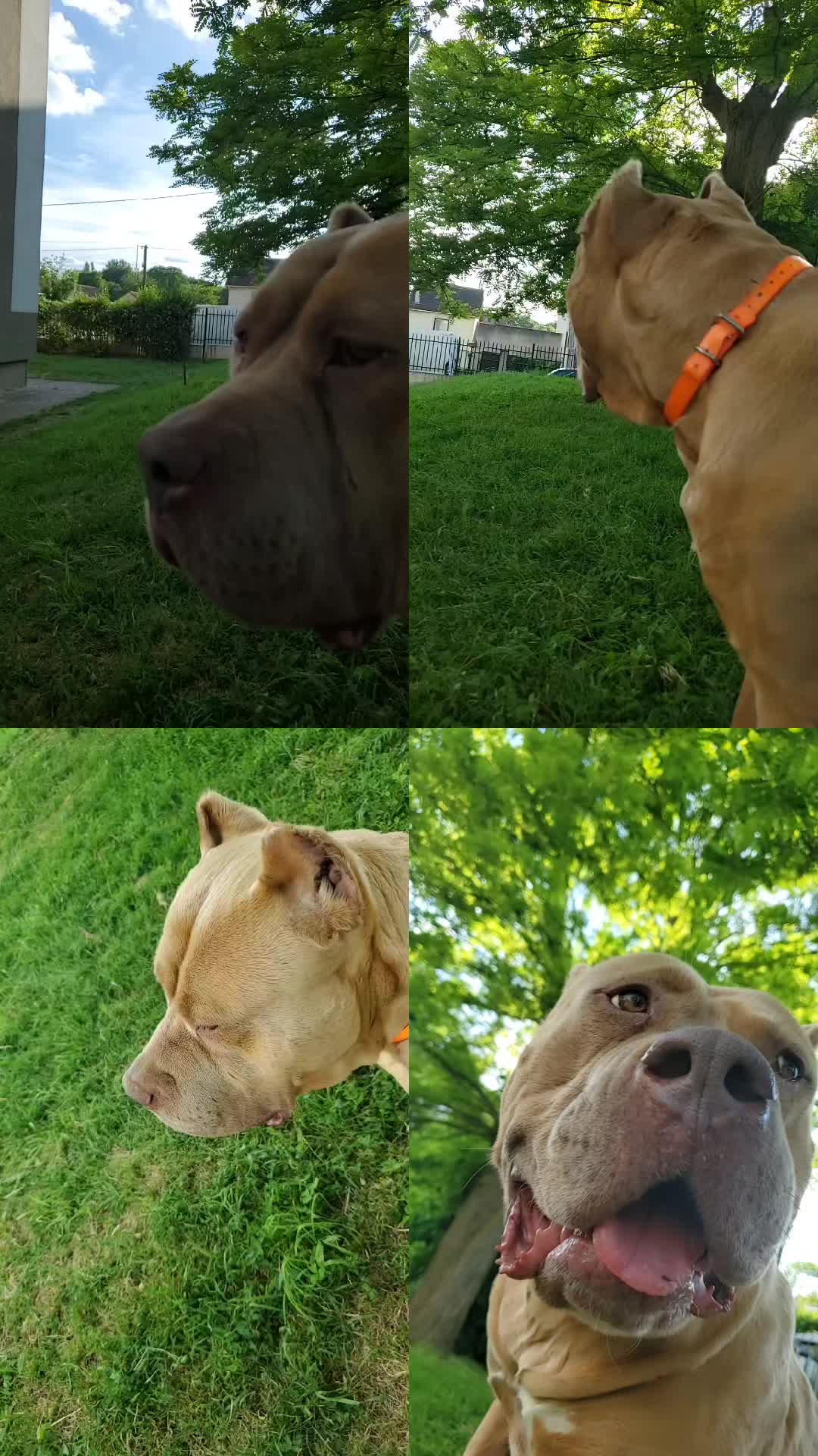 @AKATSUKI BULLY KENNEL 🇭🇹🇫🇷
