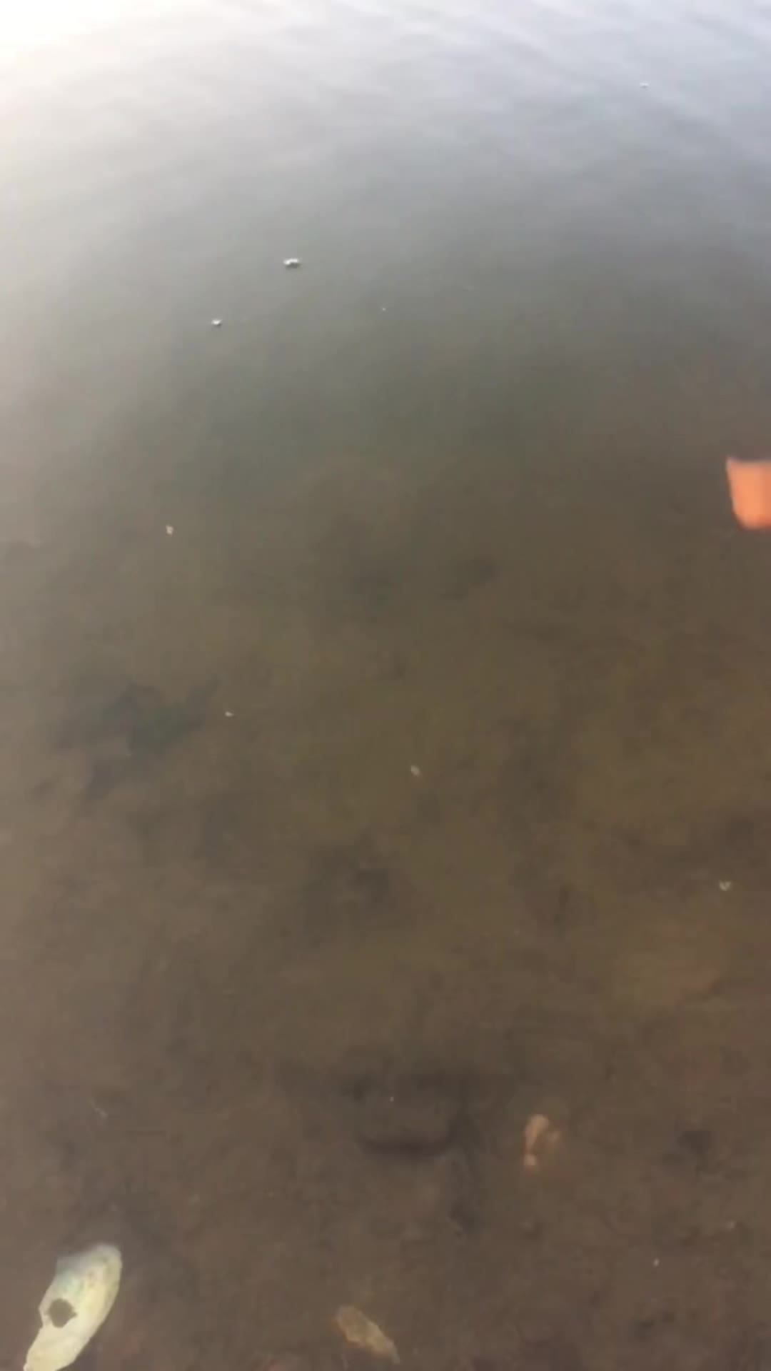@Bassfeeder