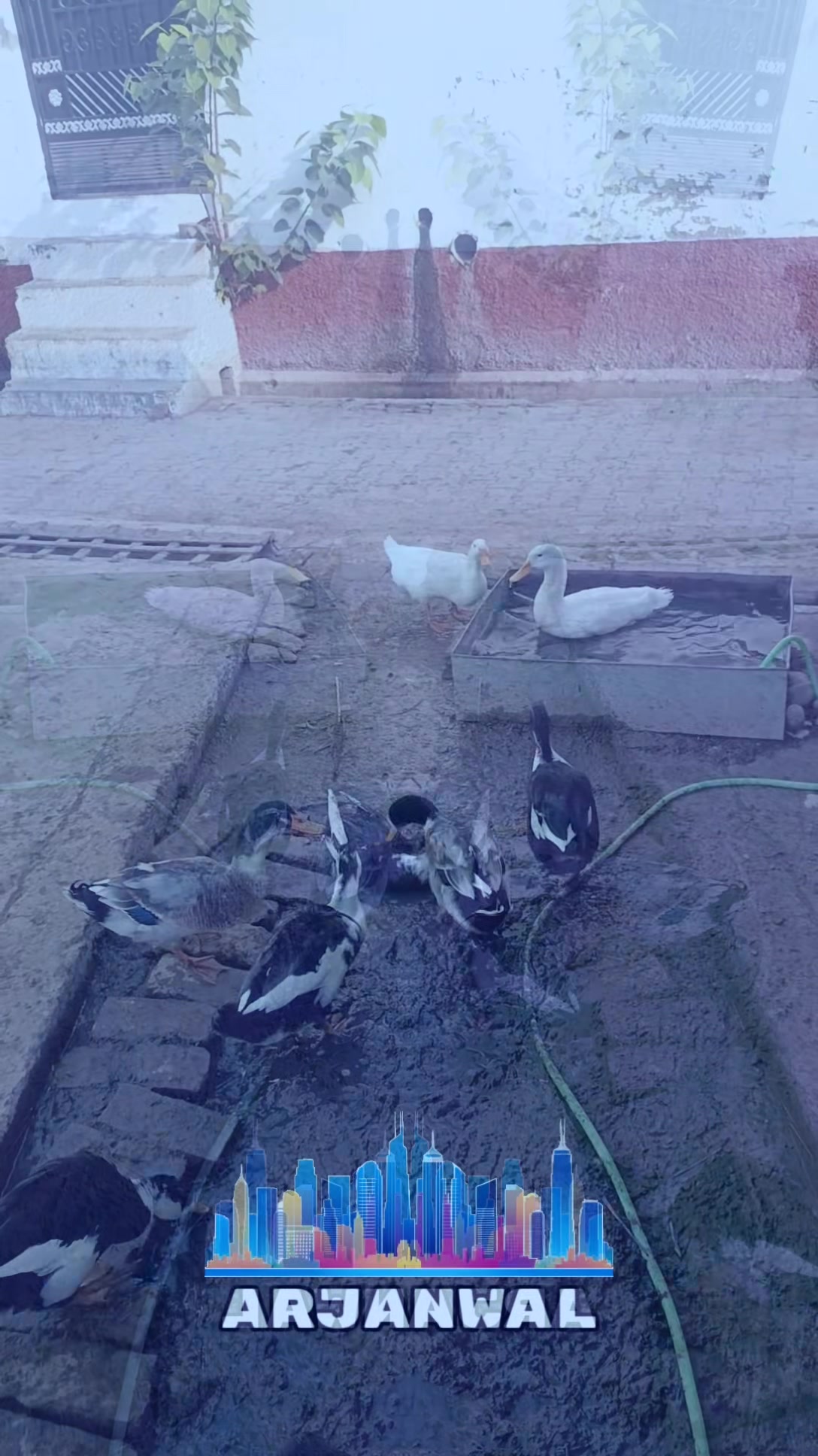 @🦅🦅ਸਾਬPB08 ਦੋਆਬੇ ਵਾਲੇ🦅🦅